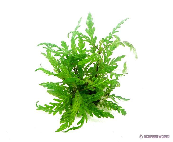 Hygrophila pinnatifida
