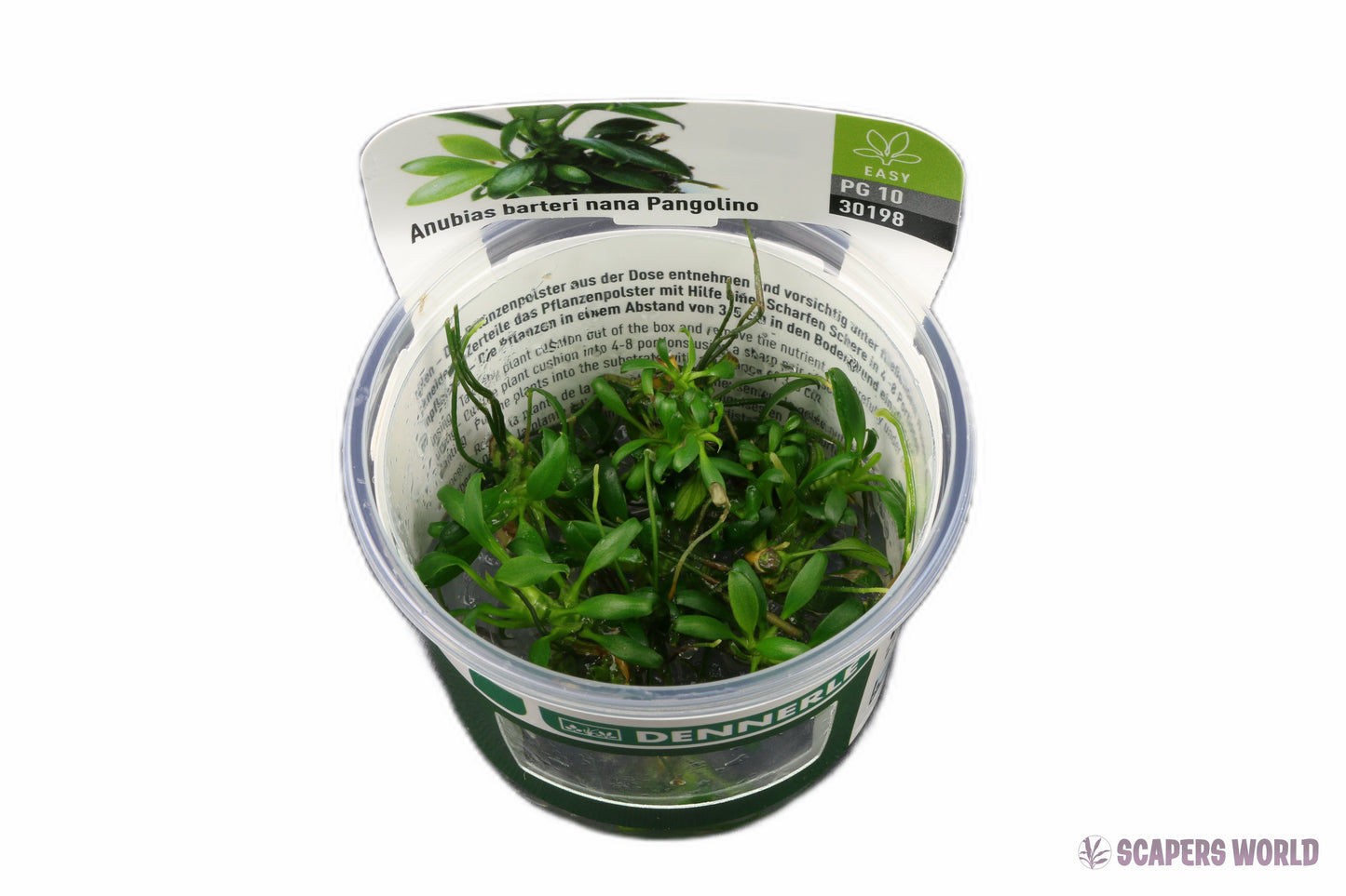 Anubias nana ´Pangolino´
