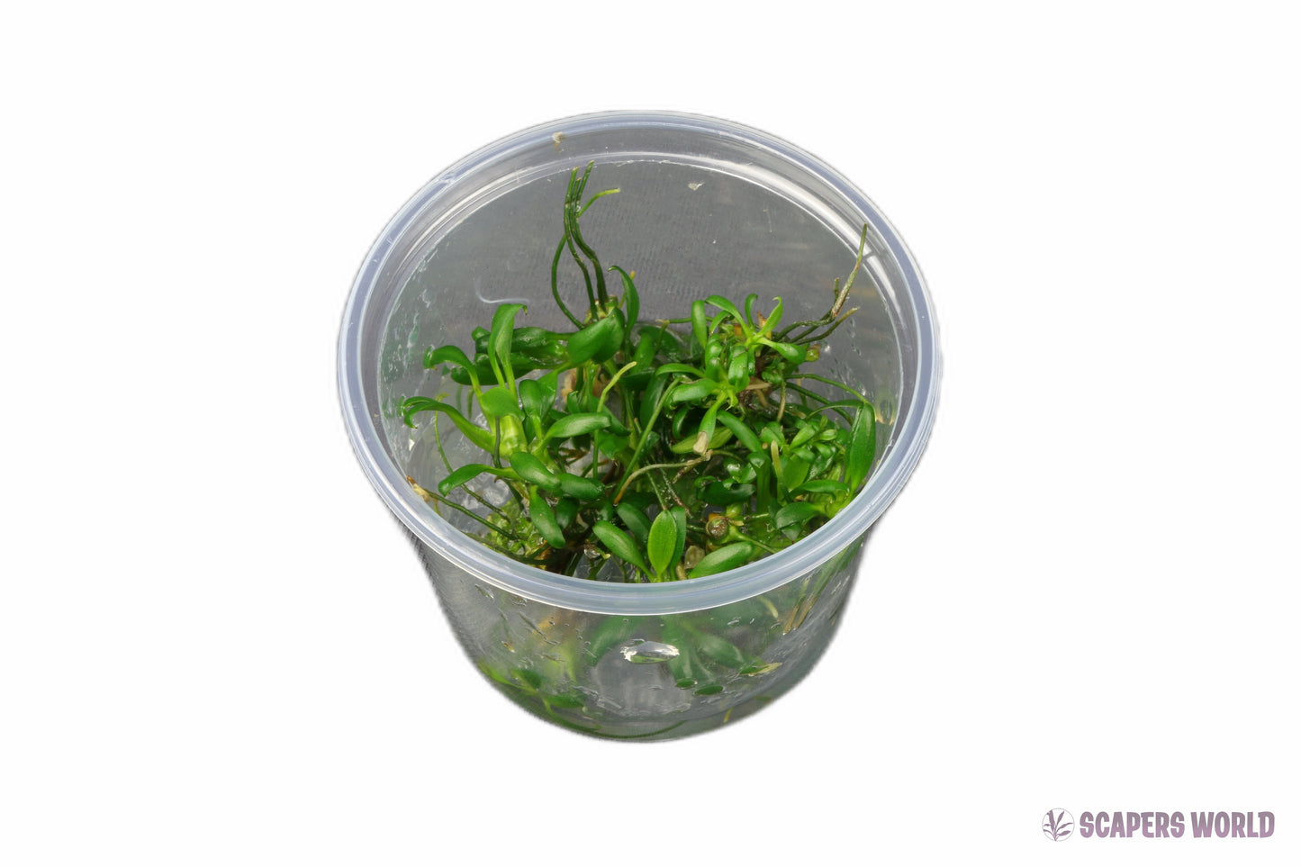 Anubias nana ´Pangolino´