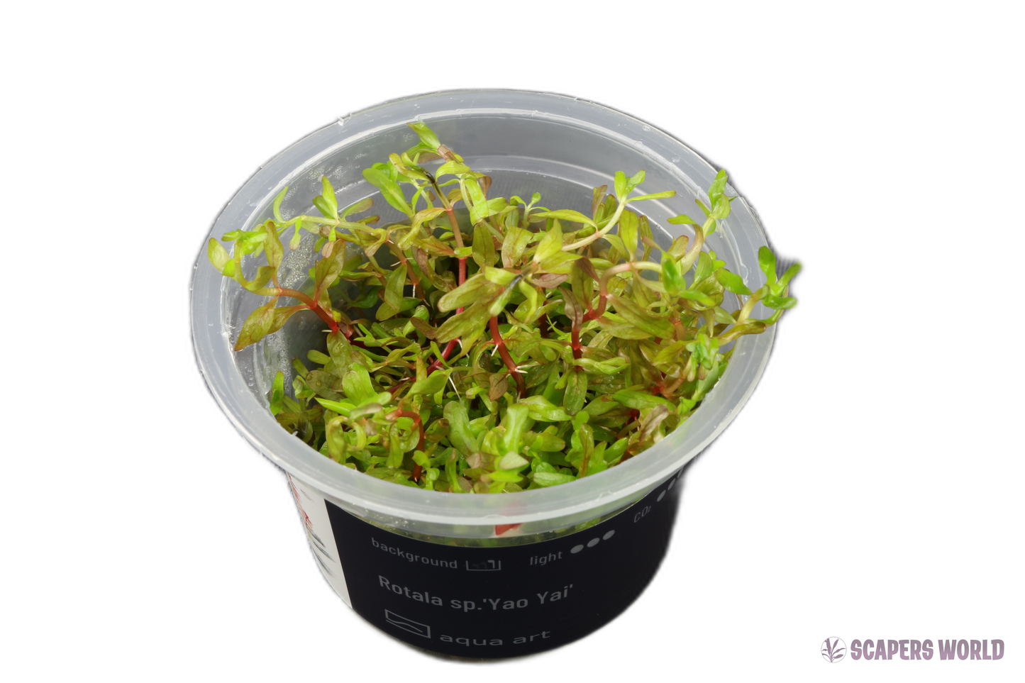 Rotala sp. Yao Yai