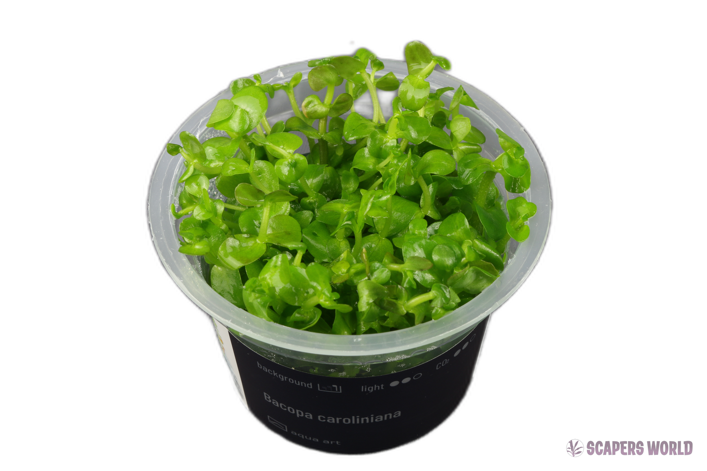 Bacopa caroliniana