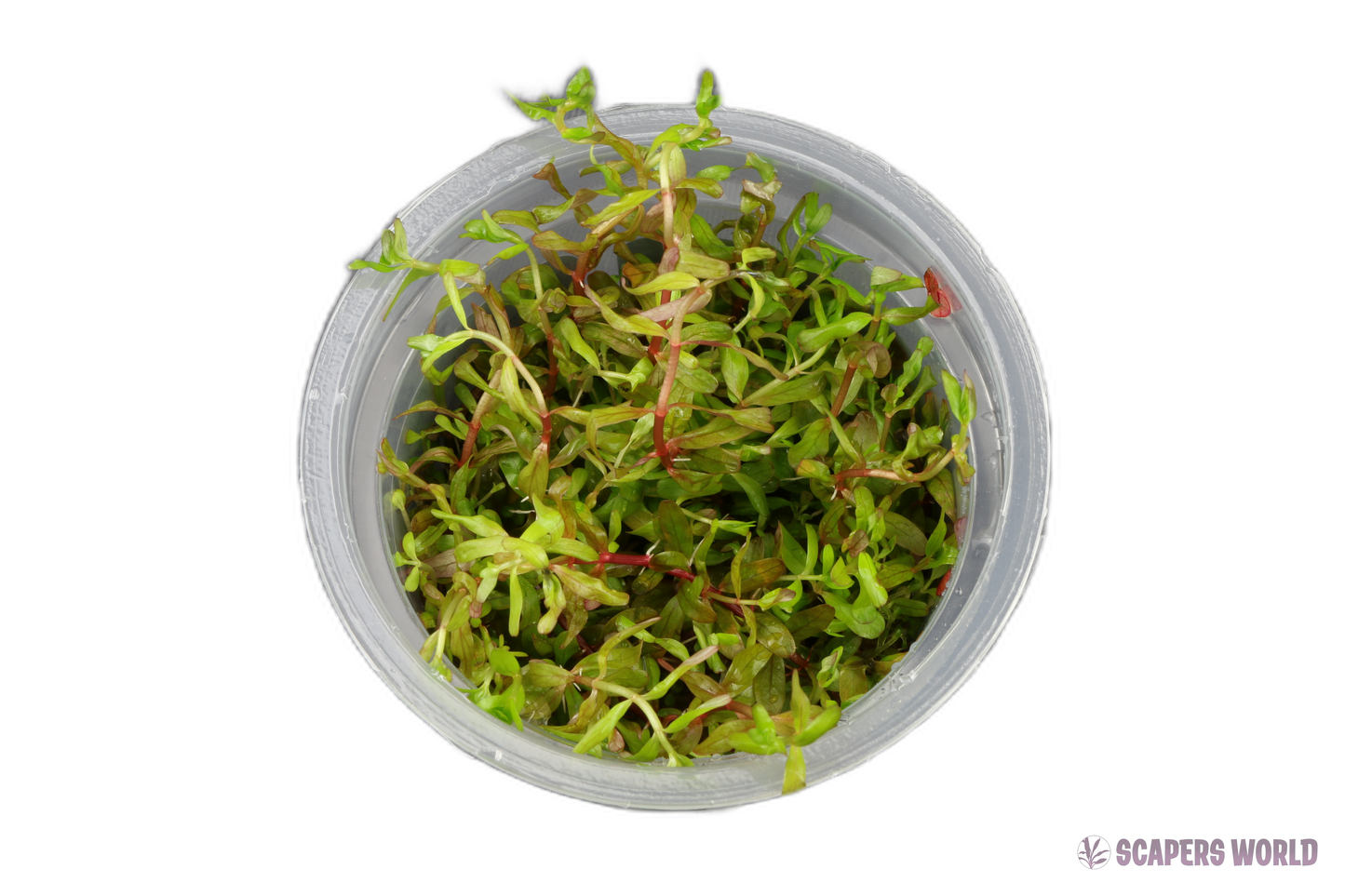 Rotala sp. Yao Yai