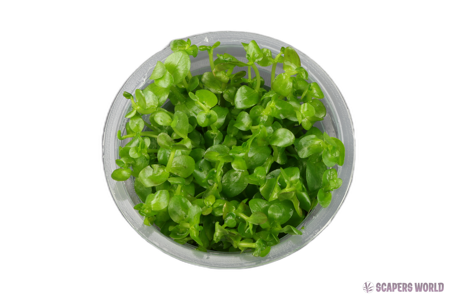 Bacopa caroliniana