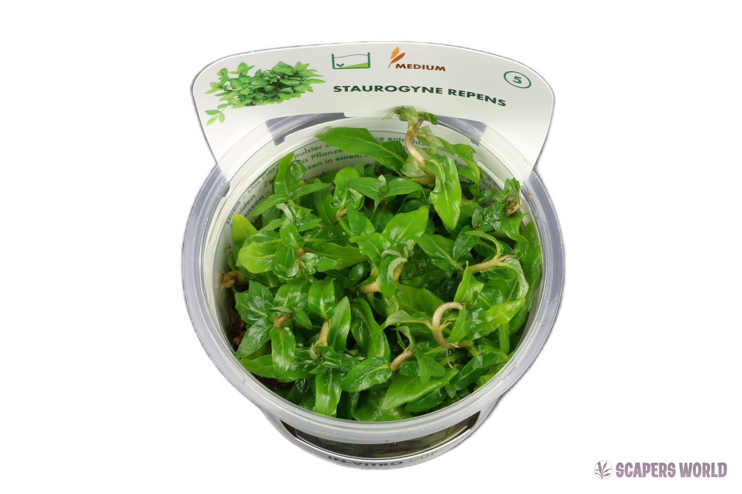Staurogyne repens