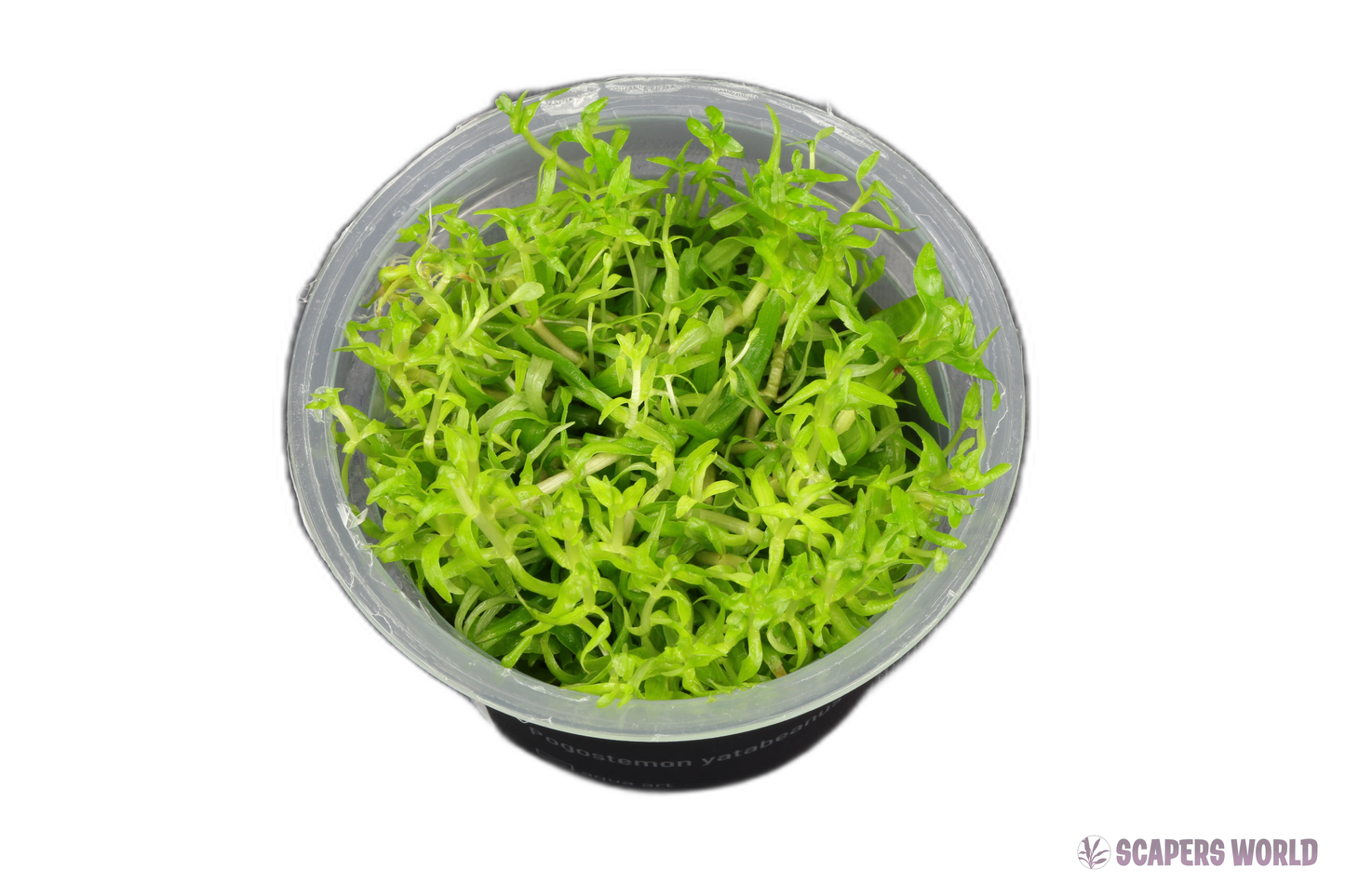 Pogostemon yatabeanus
