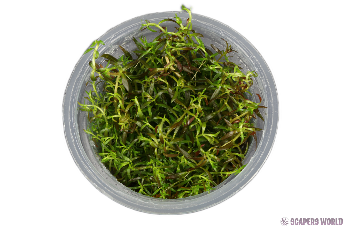 Ludwigia arcuata