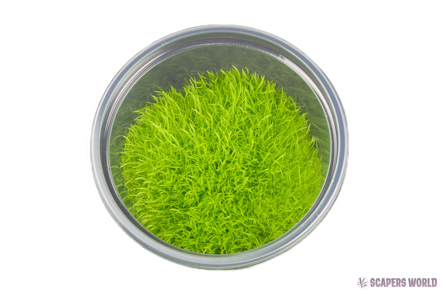 Utricularia graminifolia