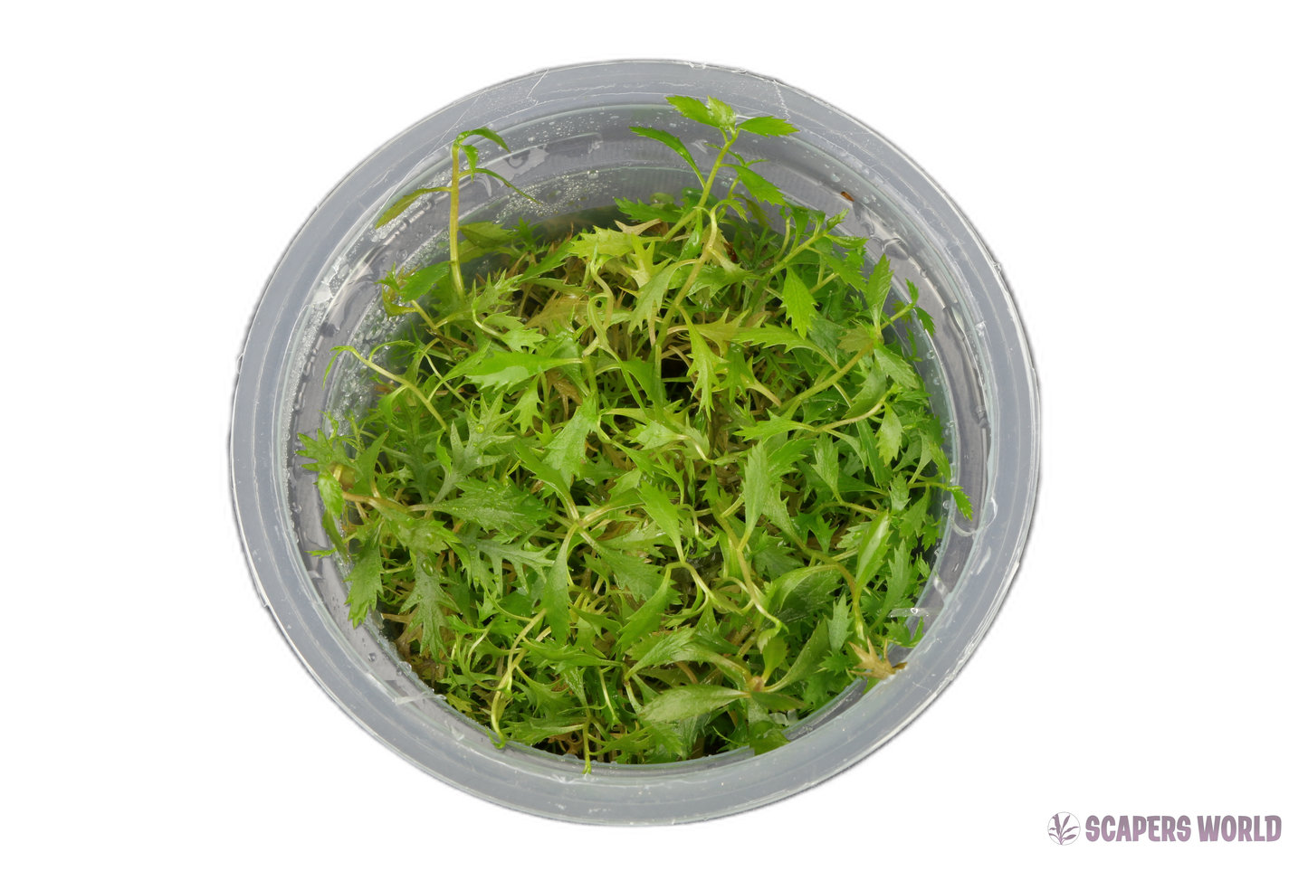 Proserpinaca palustris