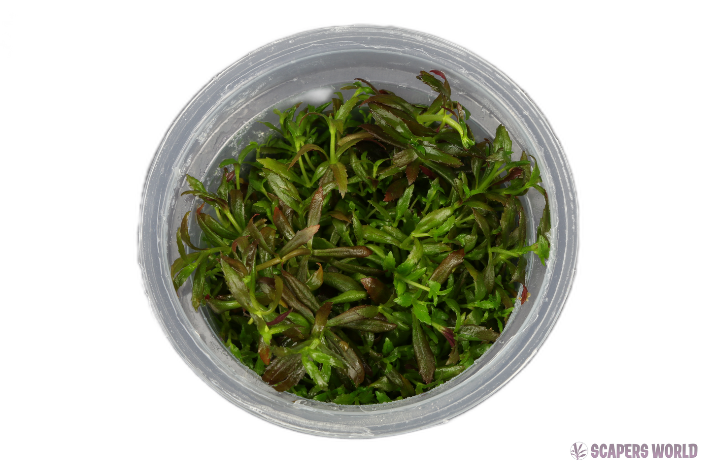 Limnophila hippuridoides