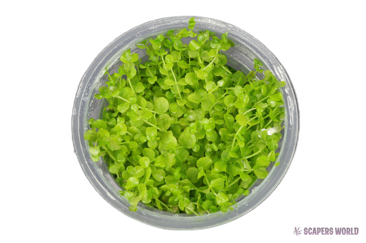 Micranthemum umbrosum