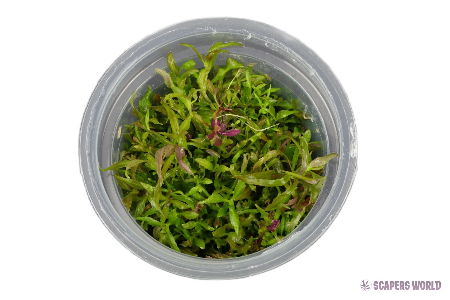 Pogostemon stellatus