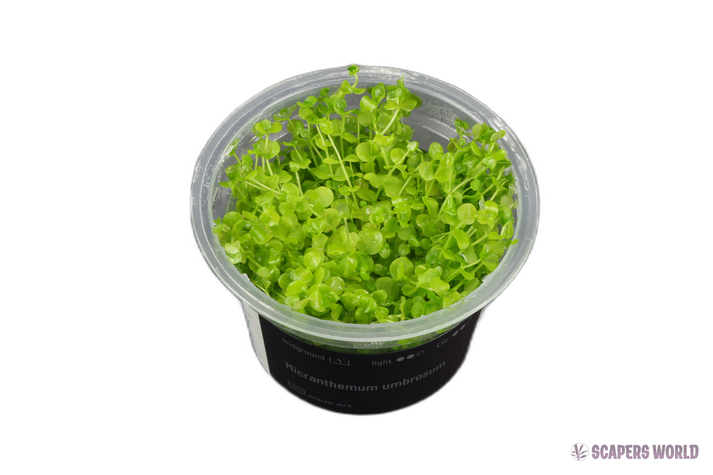 Micranthemum umbrosum