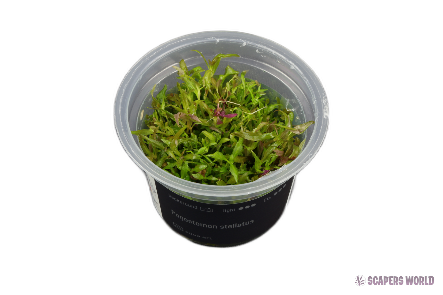 Pogostemon stellatus