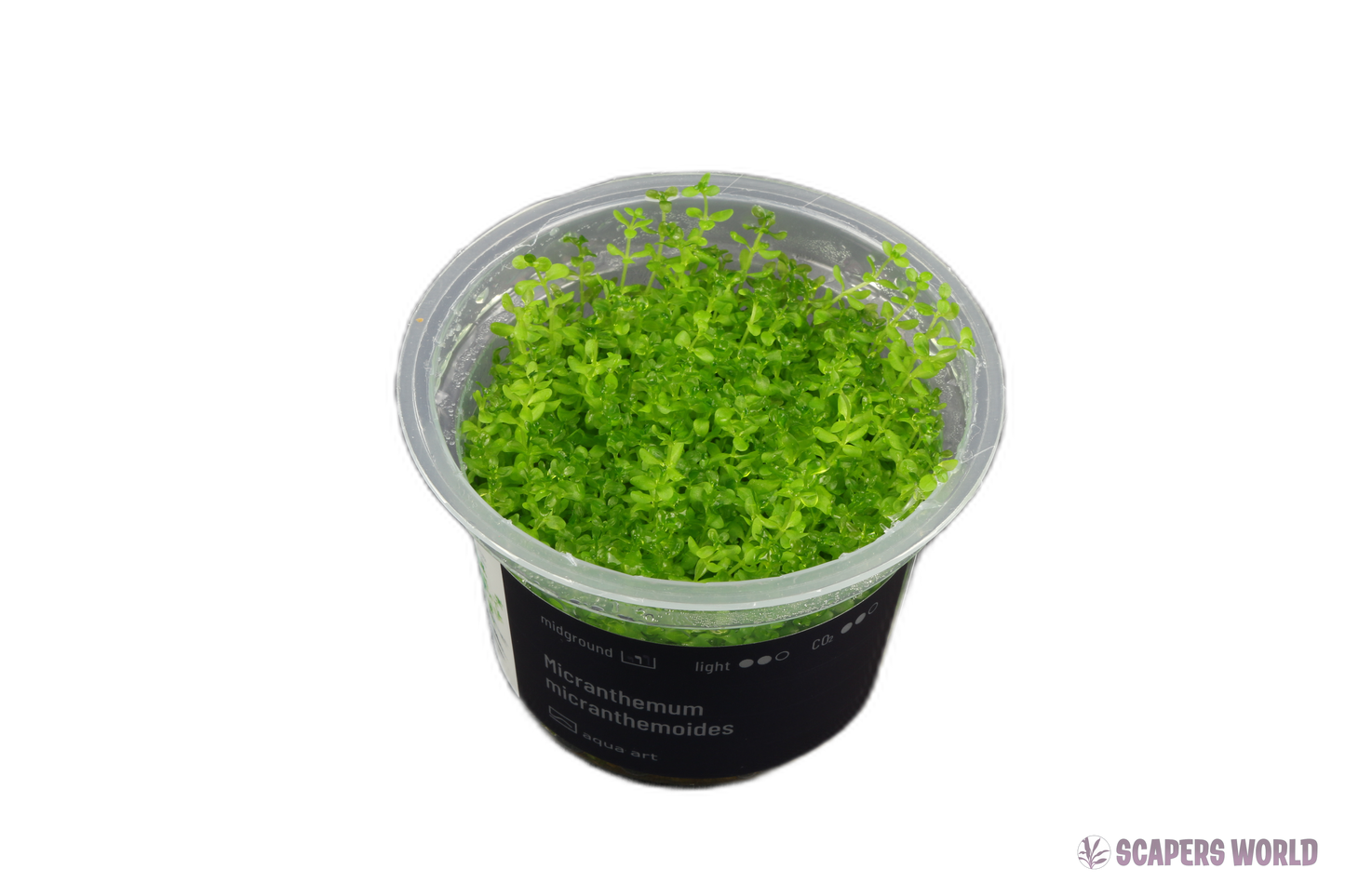 Micranthemum micranthemoides (Hemianthus Glomeratus)