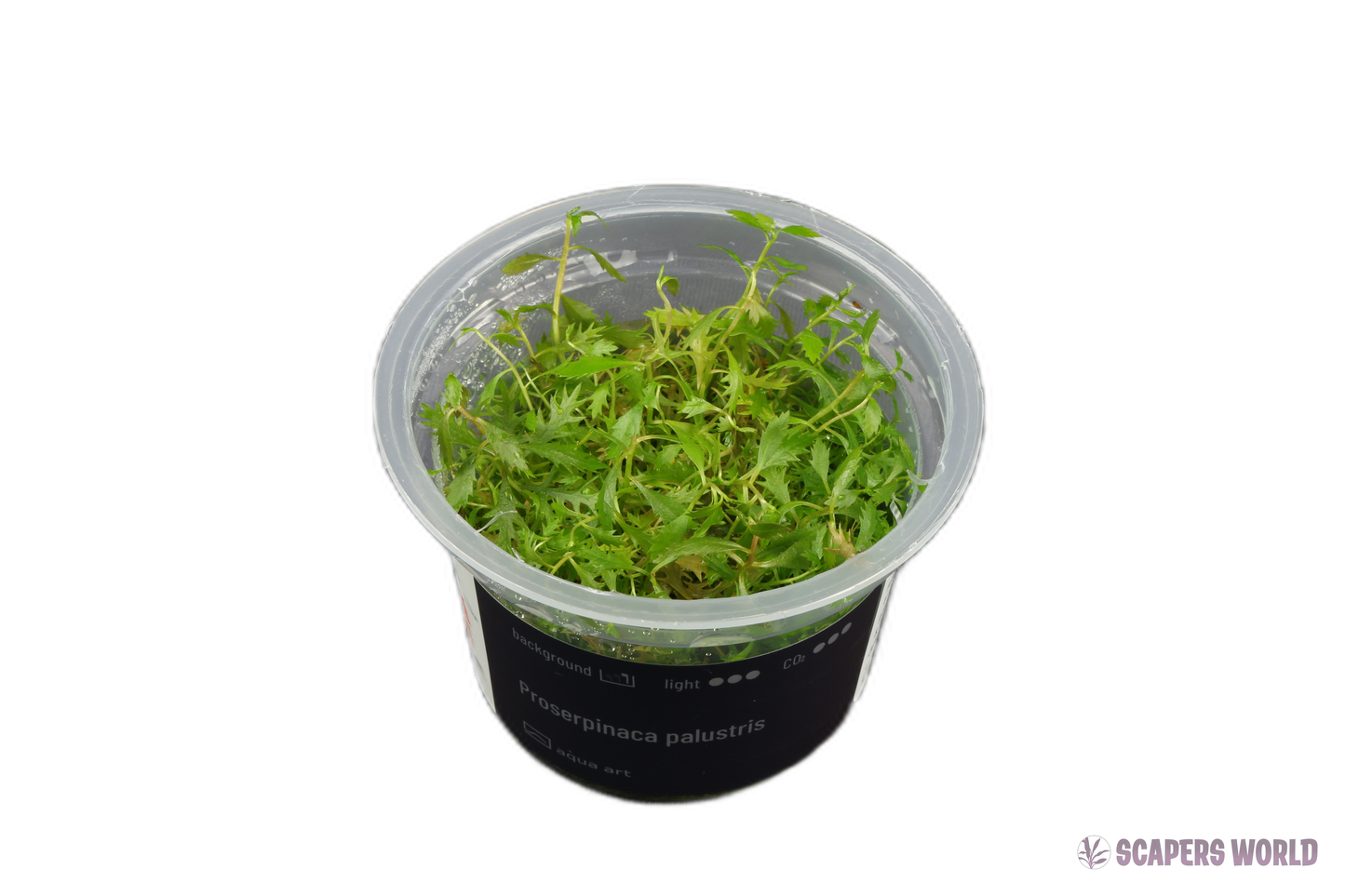 Proserpinaca palustris