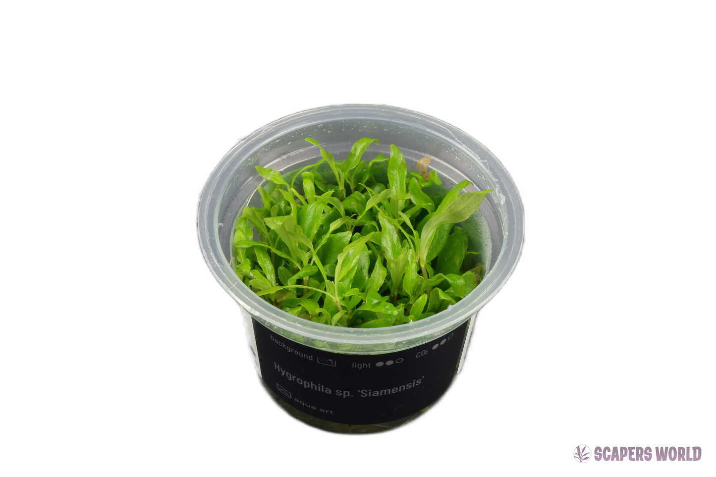 Hygrophila sp. Siamensis