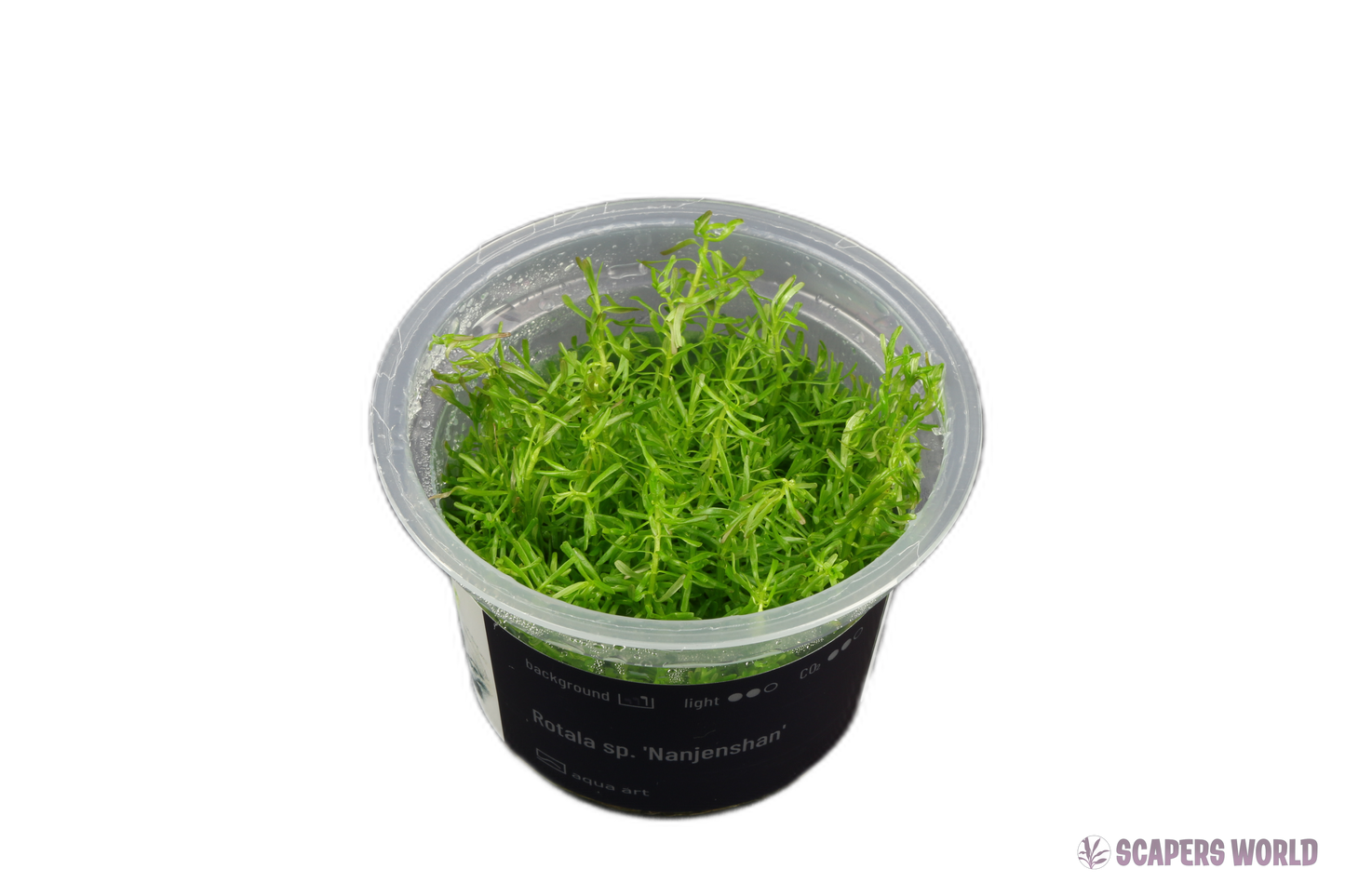 Rotala sp. Nanjenshan