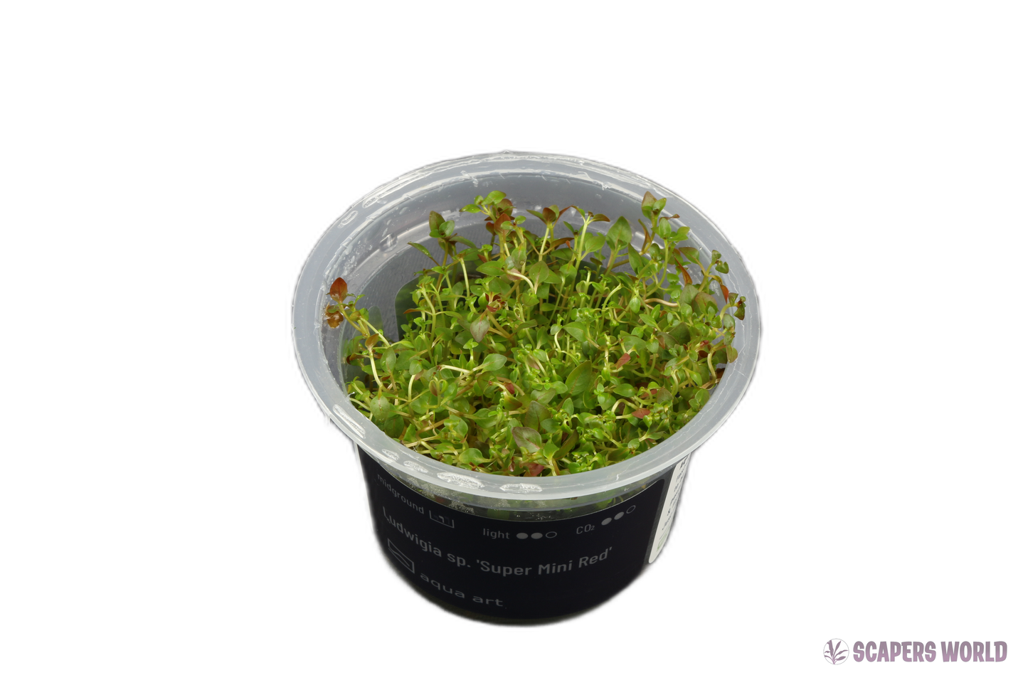 Ludwigia sp. Super Mini Red