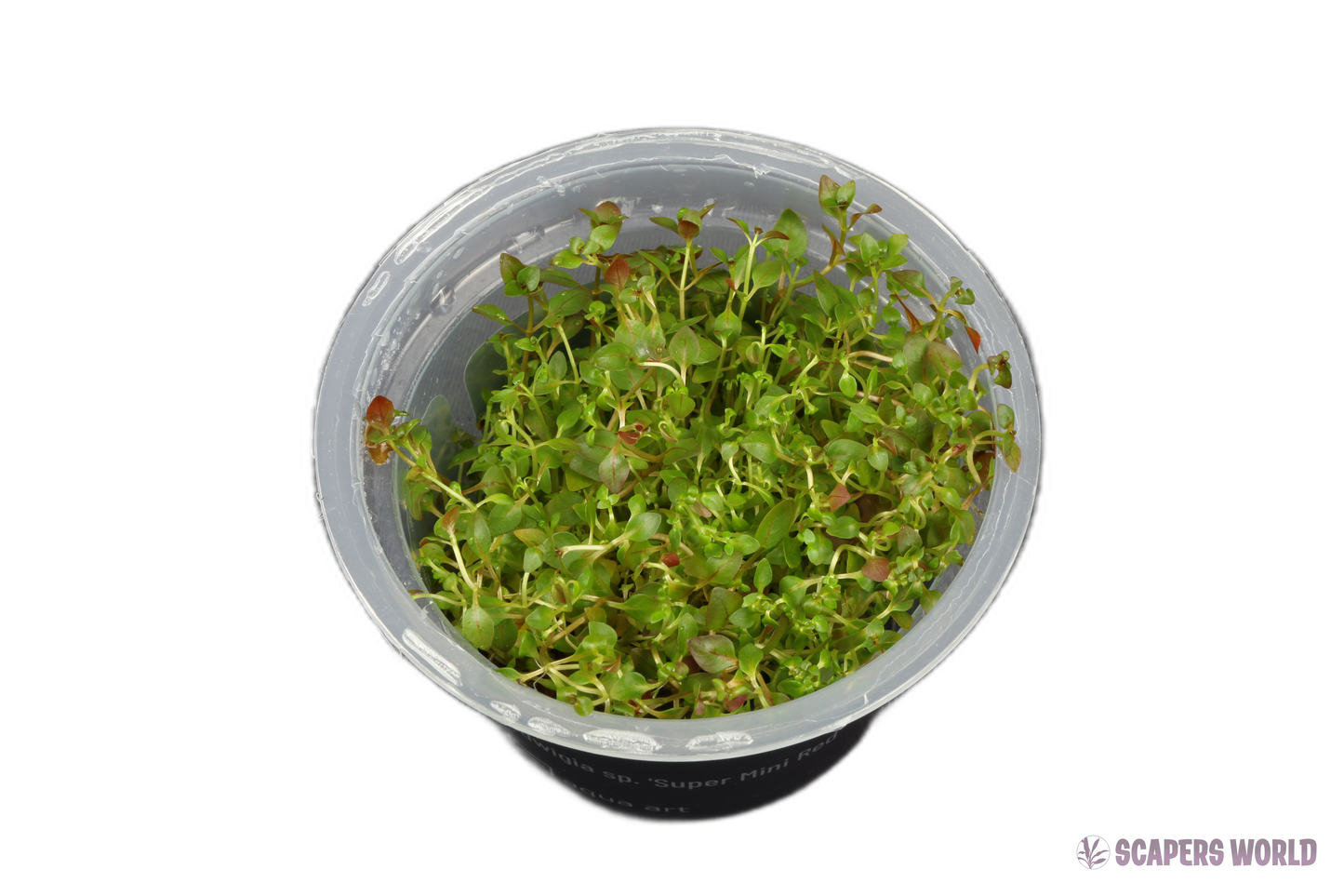 Ludwigia sp. Super Mini Red