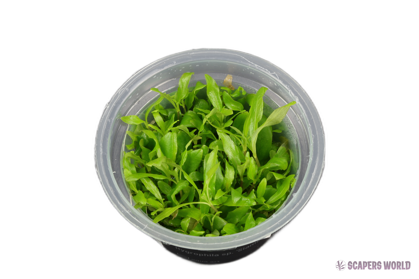Hygrophila sp. Siamensis