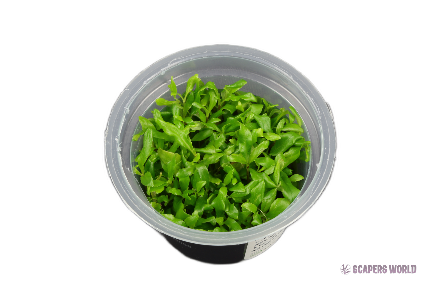 Hygrophila corymbosa Thailand