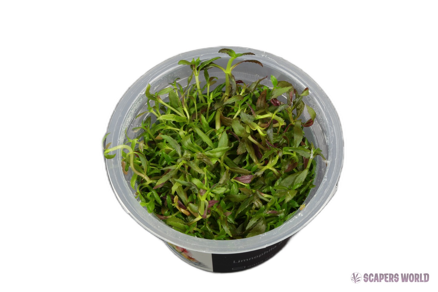 Limnophila aromatica