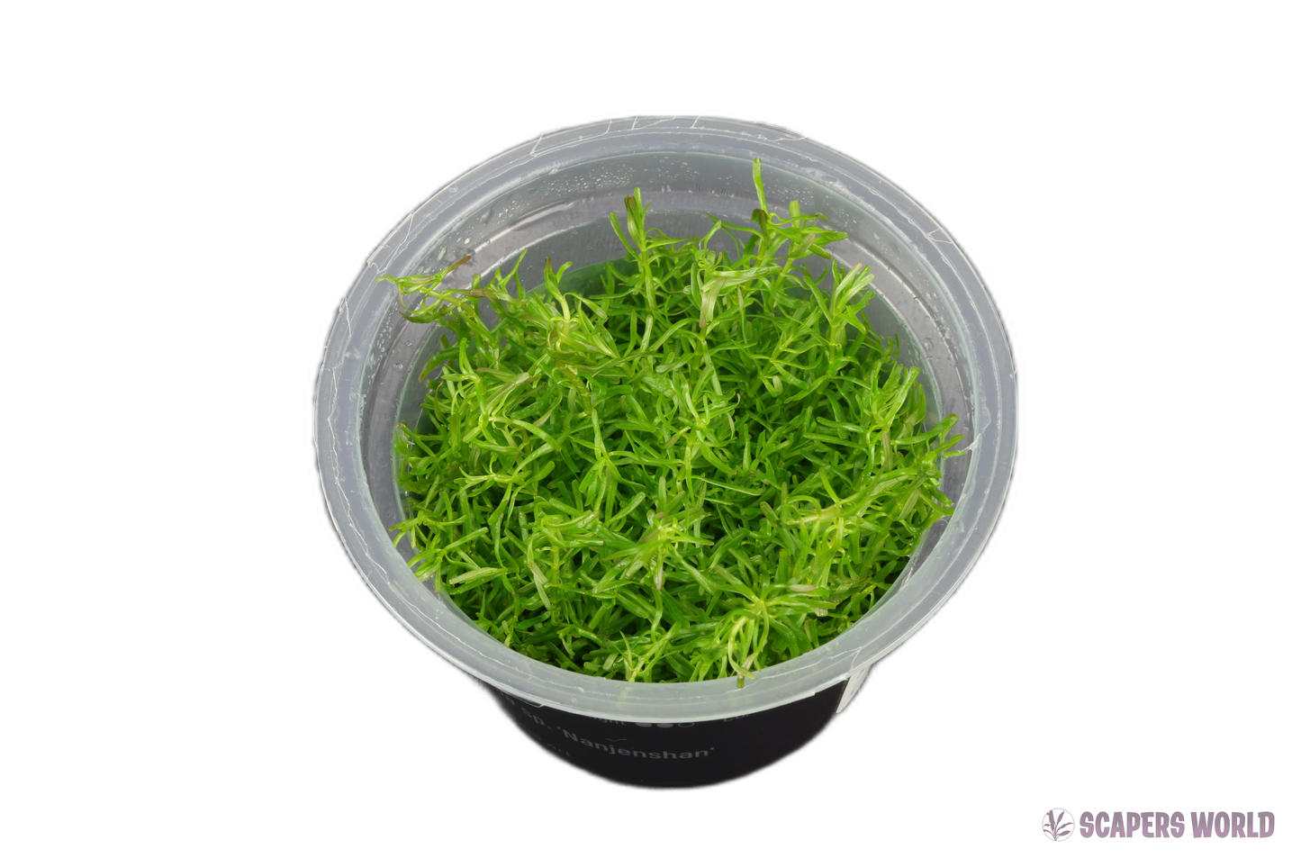 Rotala rotundifolia
