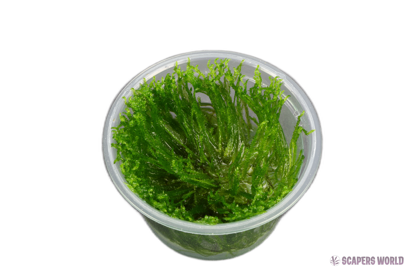 Taxiphyllum alternans (Taiwan Moss)