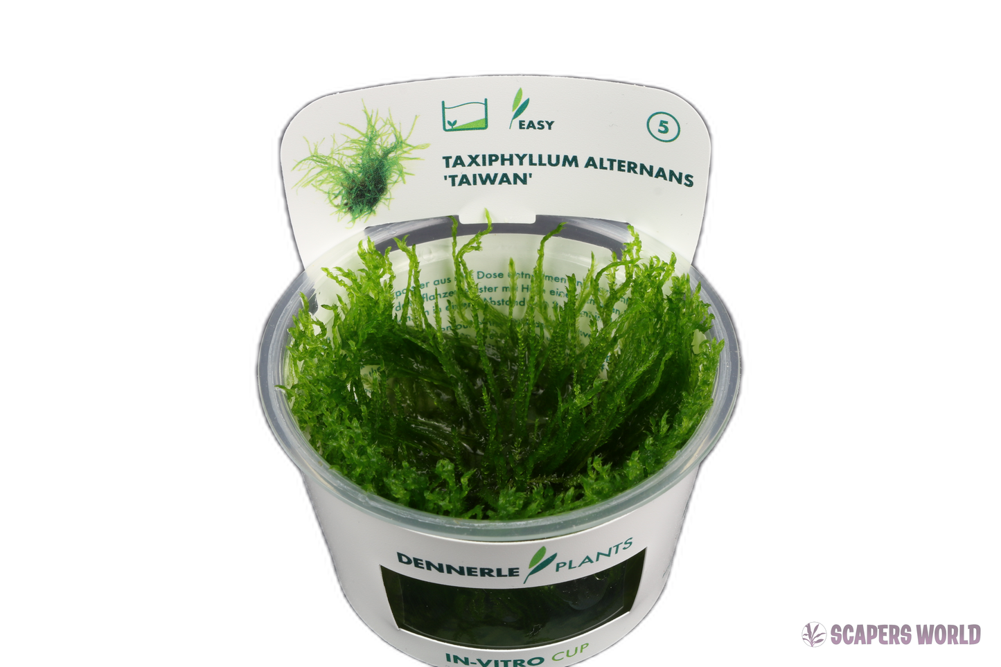 Taxiphyllum alternans (Taiwan Moss)