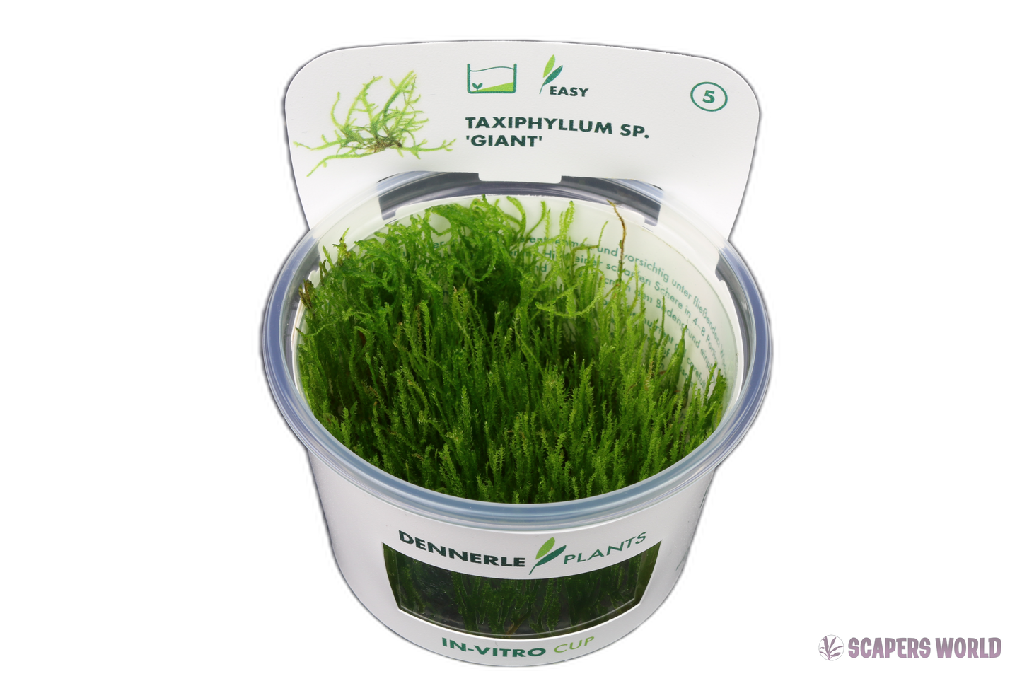 Taxiphyllum spec. Giant