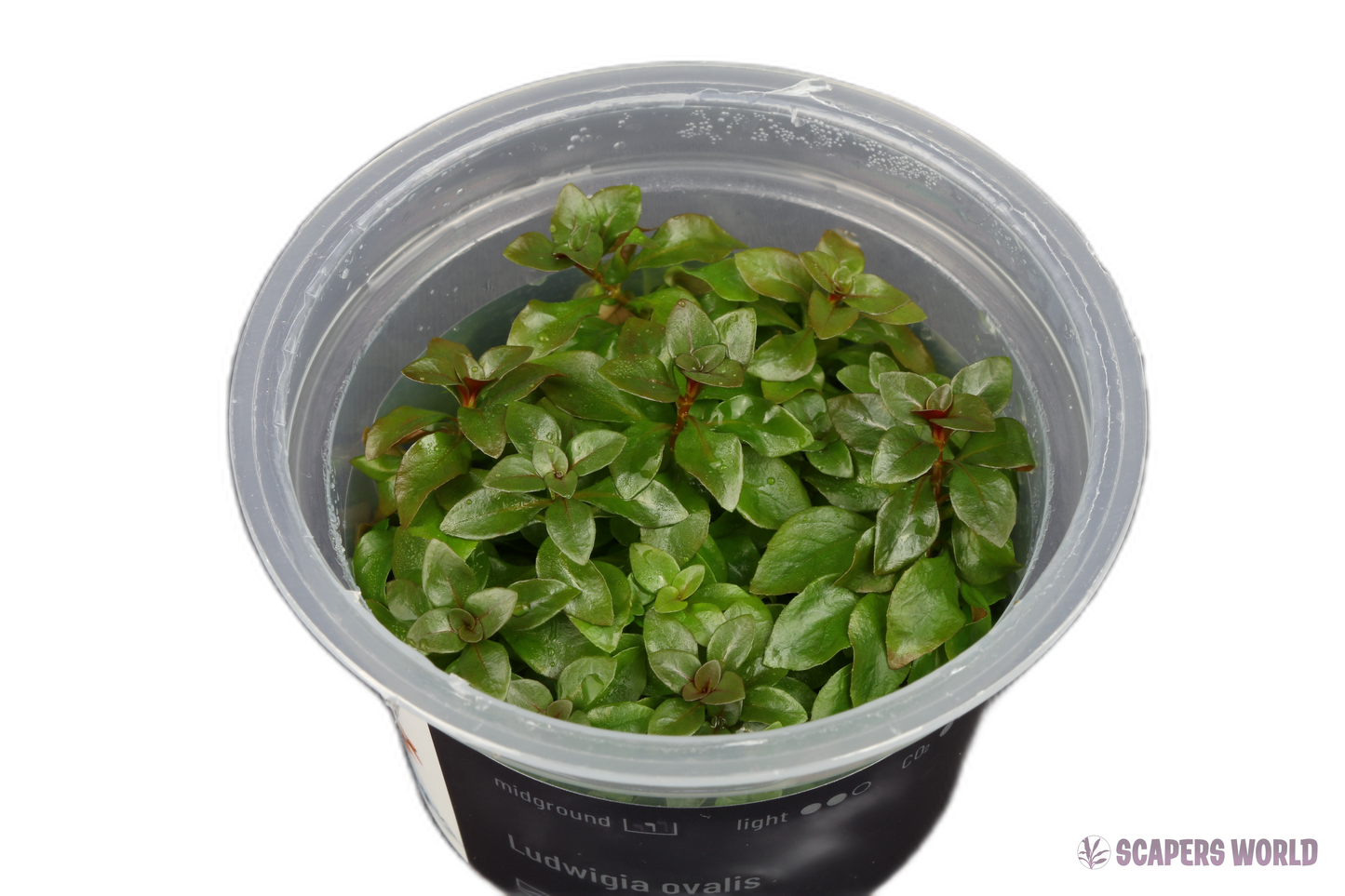 Ludwigia ovalis