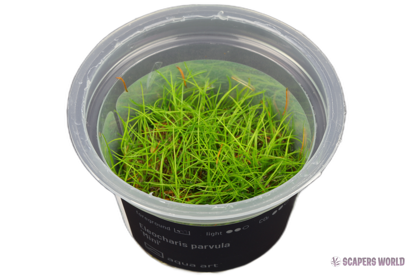Eleocharis parvula ´mini´