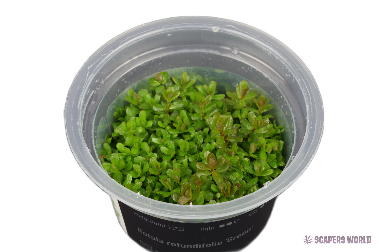 Rotala rotundifolia Green