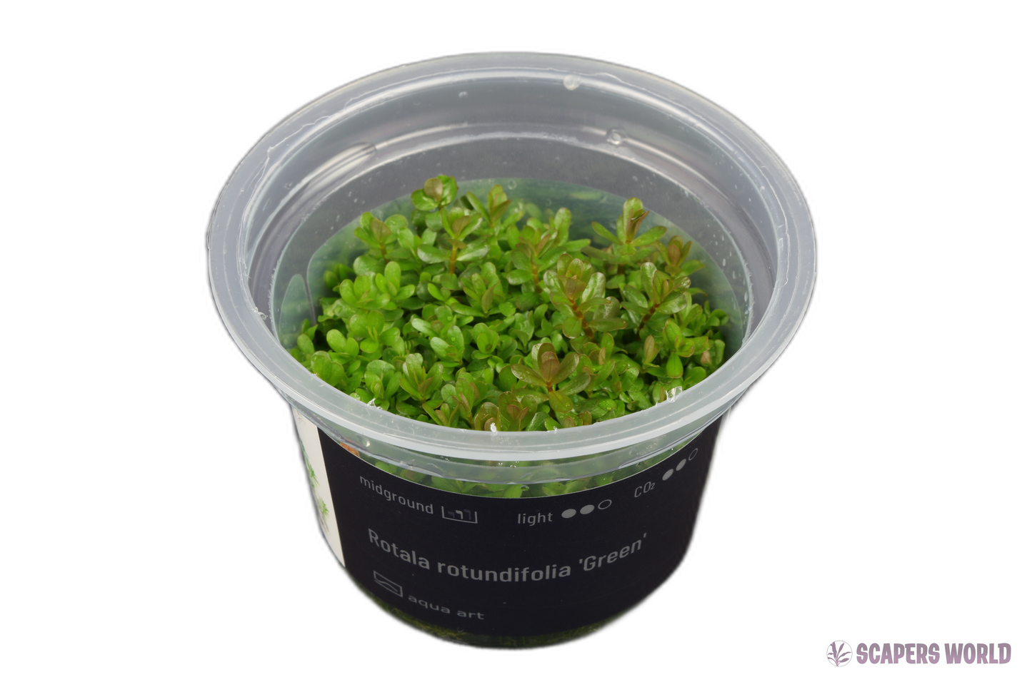 Rotala rotundifolia Green