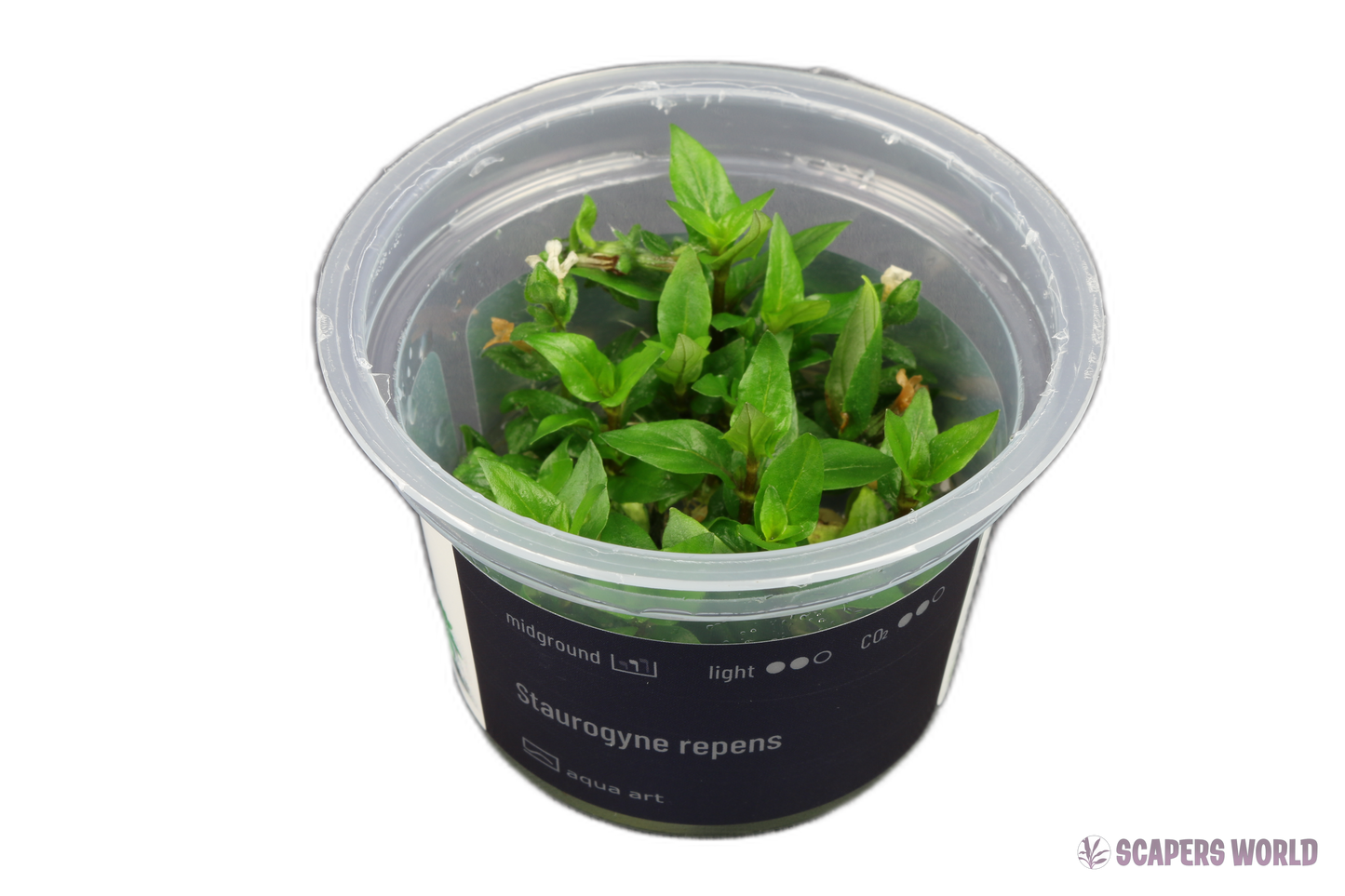 Staurogyne repens