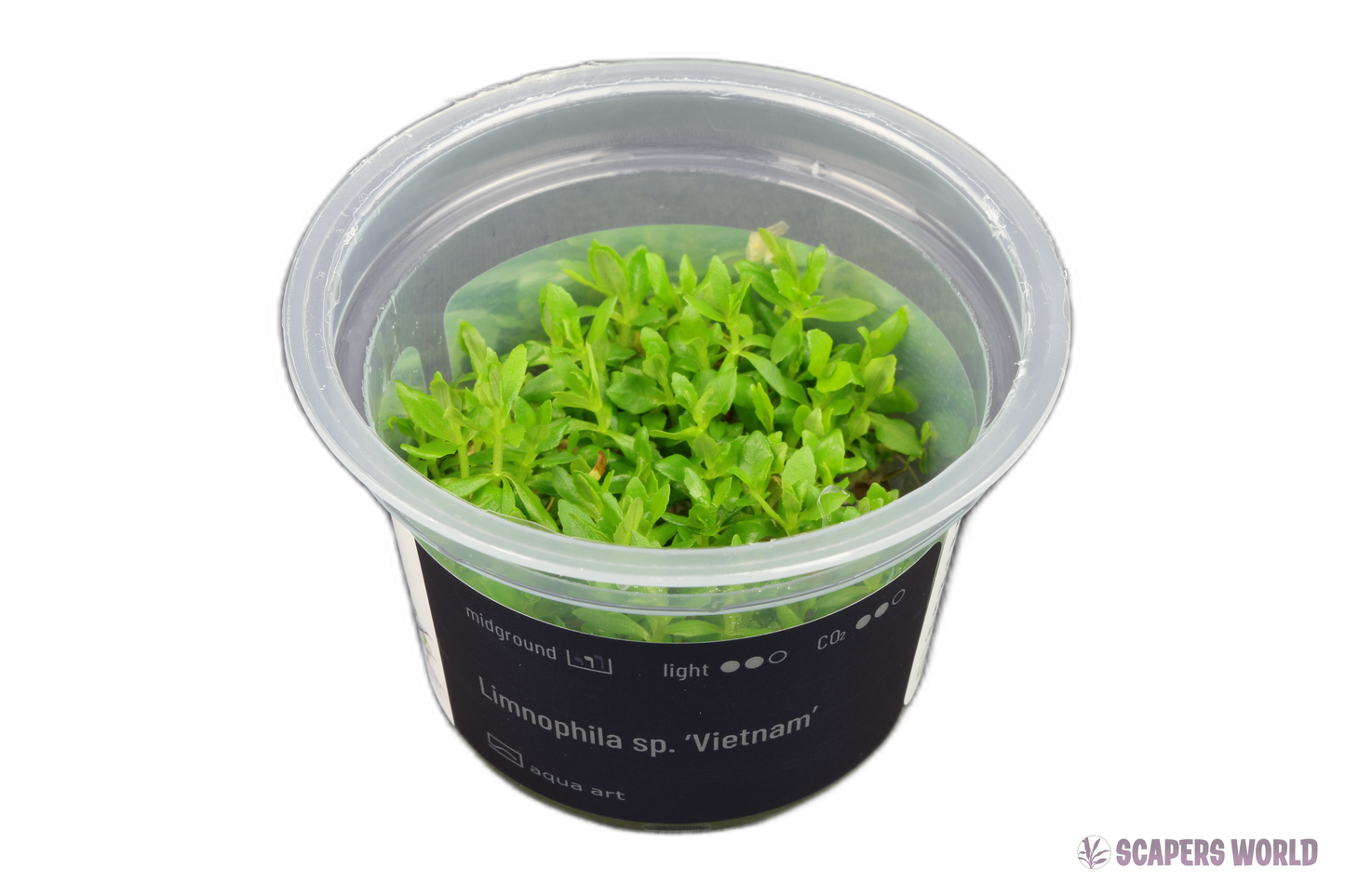 Limnophila Vietnam
