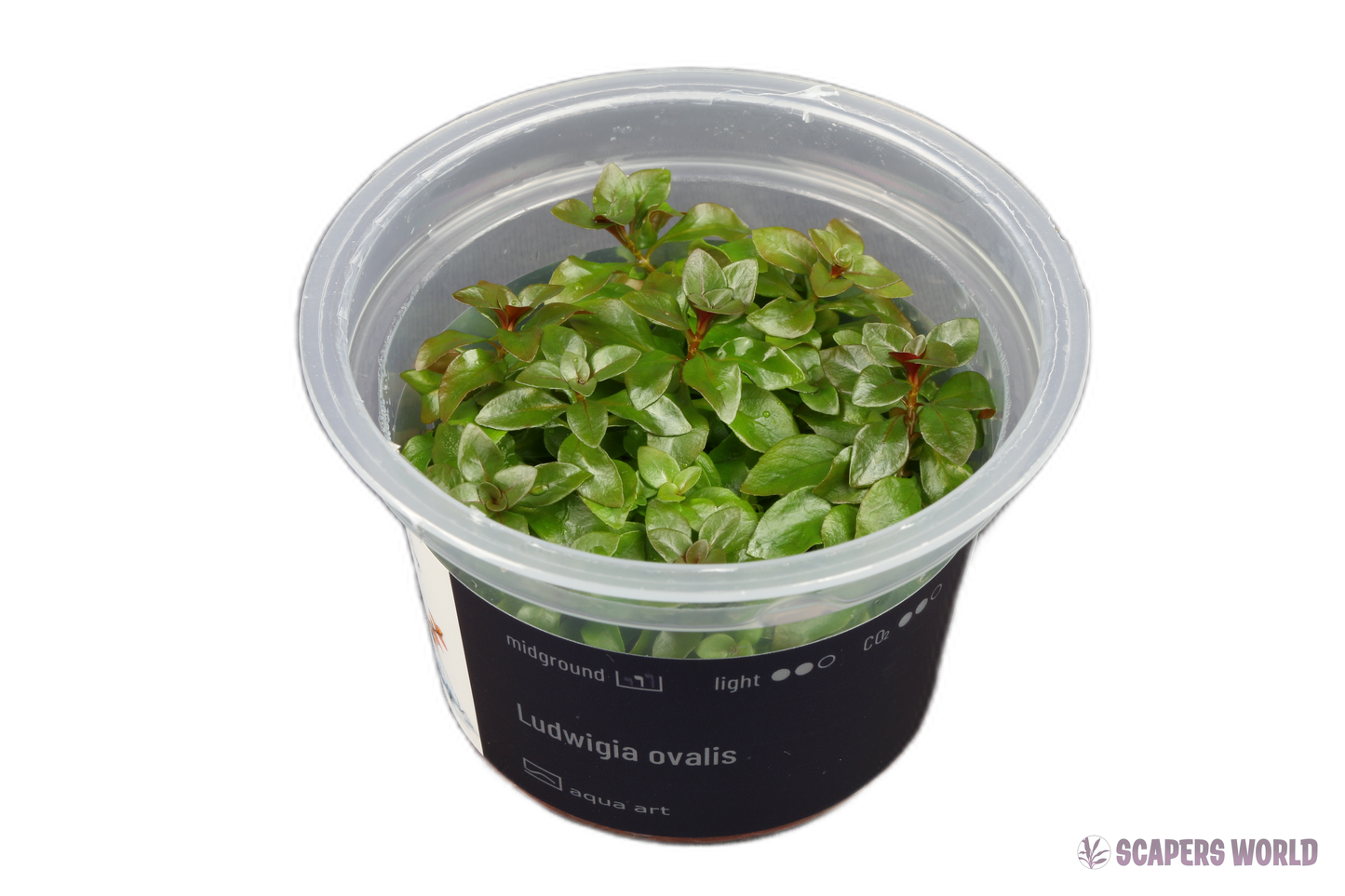 Ludwigia ovalis