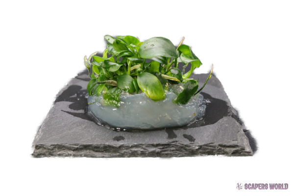 Anubias barteri 'Petite' In-vitro