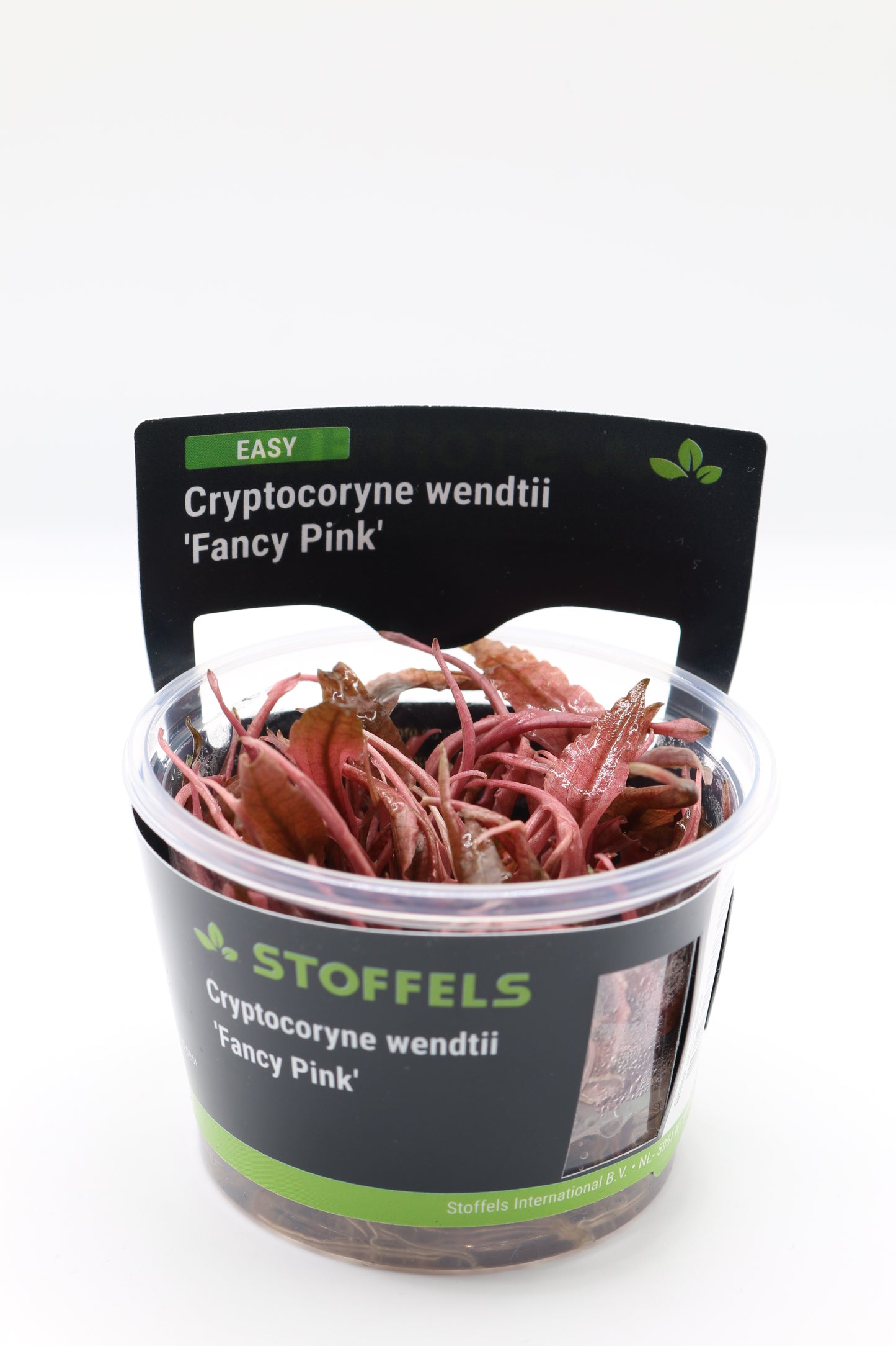 Cryptocoryne Wendtii ´Fancy Pink´