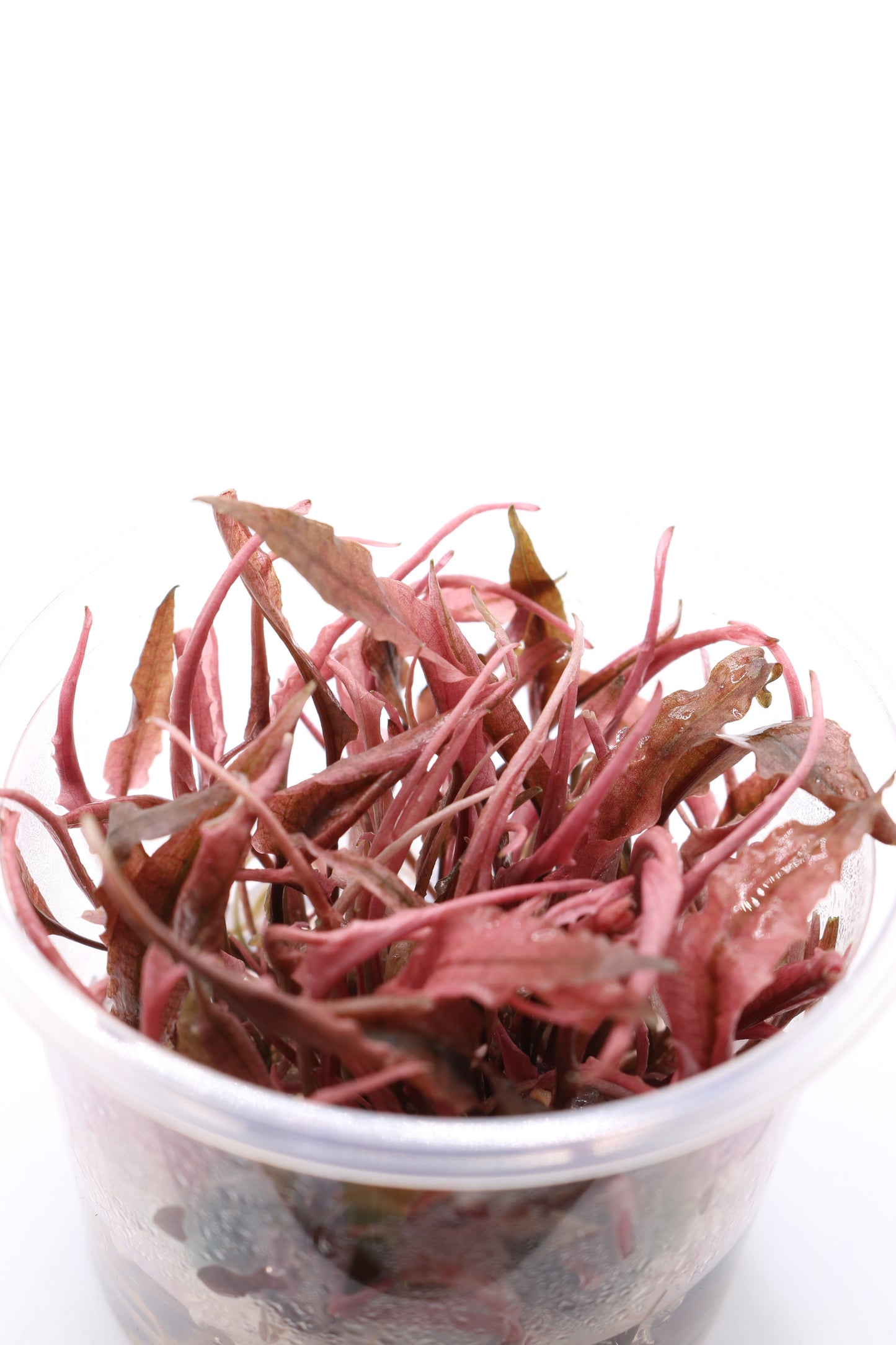Cryptocoryne Wendtii ´Fancy Pink´