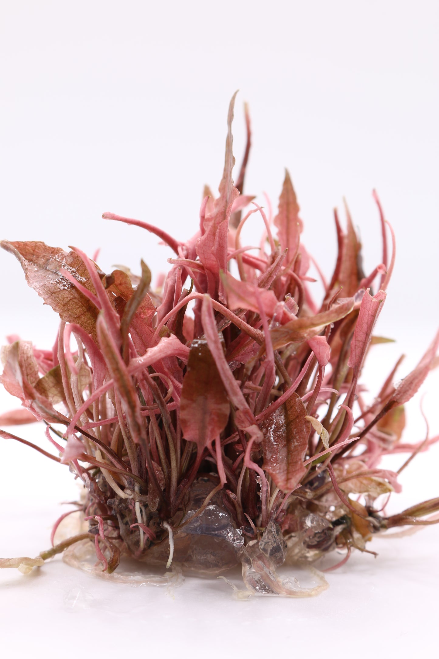 Cryptocoryne Wendtii ´Fancy Pink´