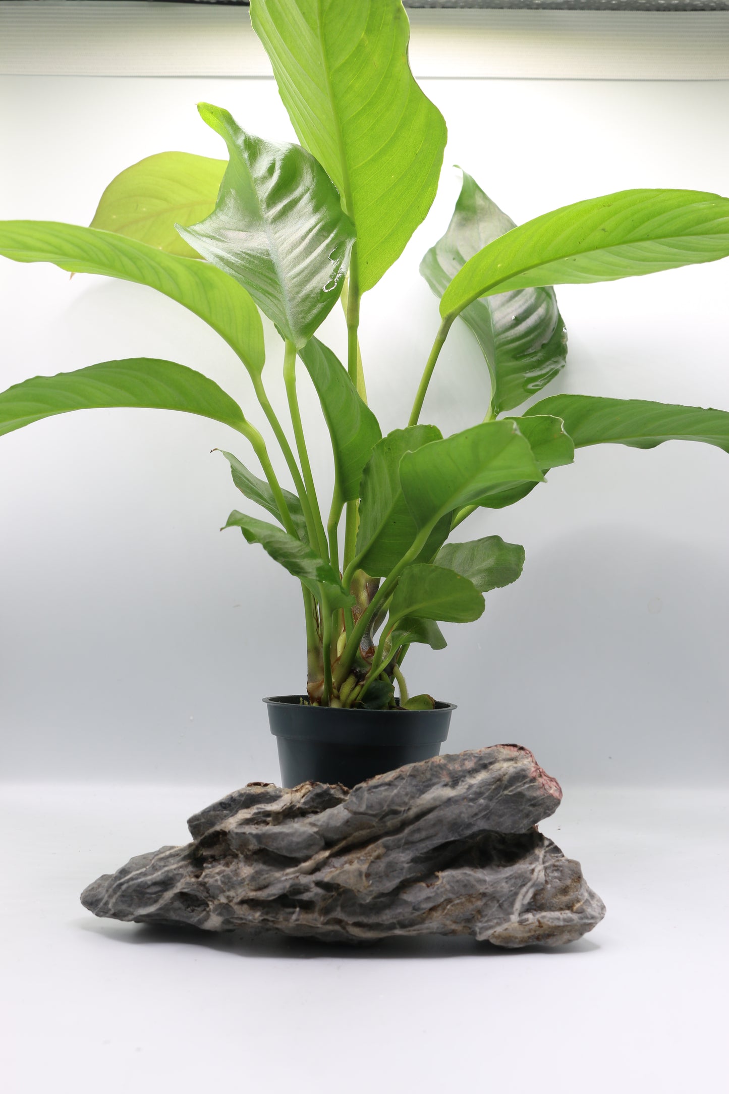 Anubias hererophylla