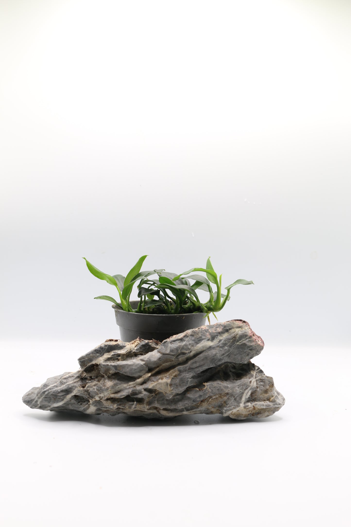 Anubias nana ´Pangolino´