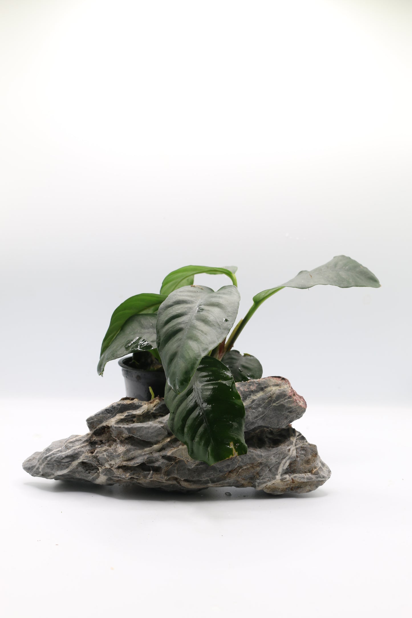 Anubias barteri var. coffeifolia