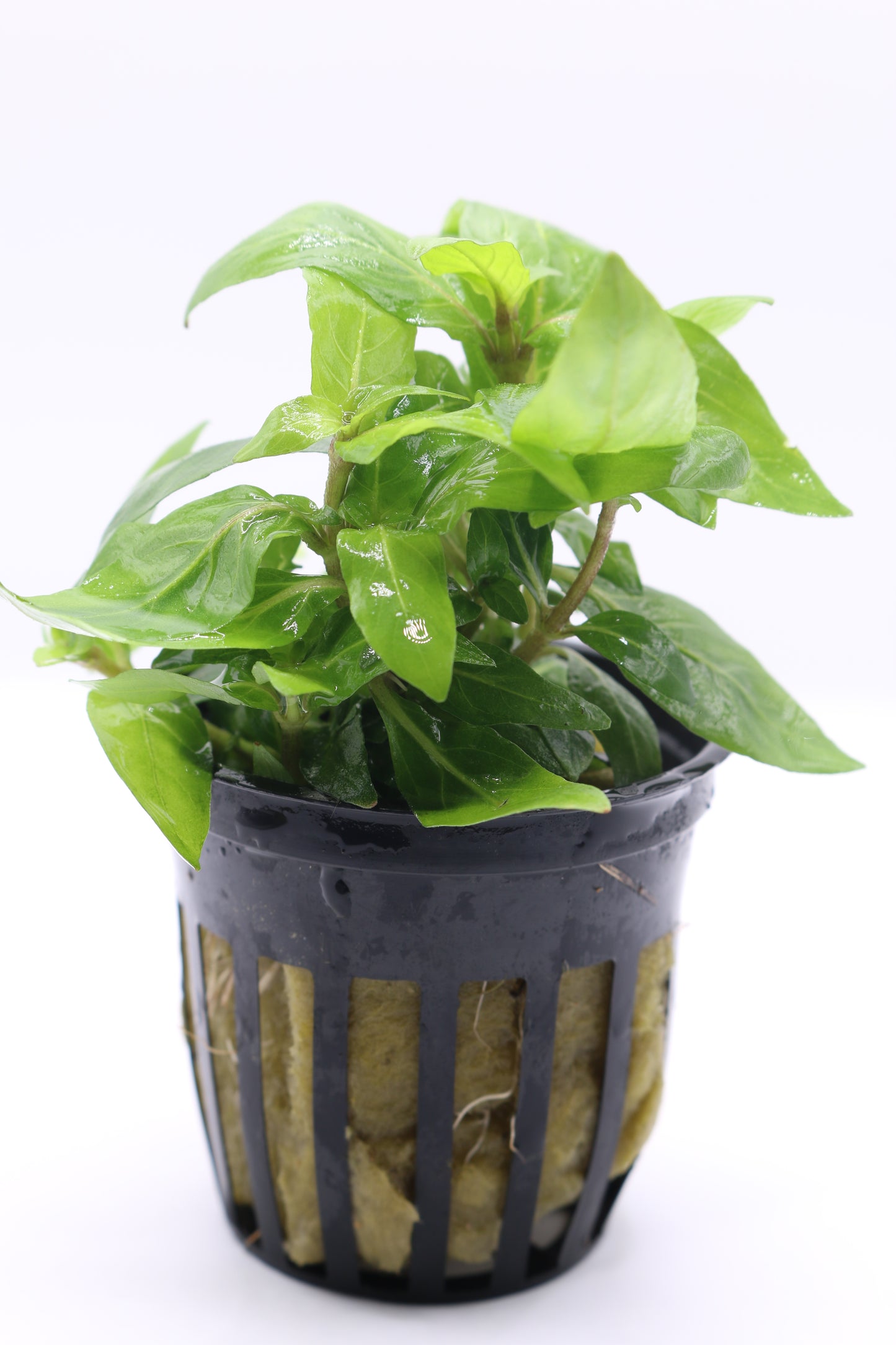 Staurogyne repens