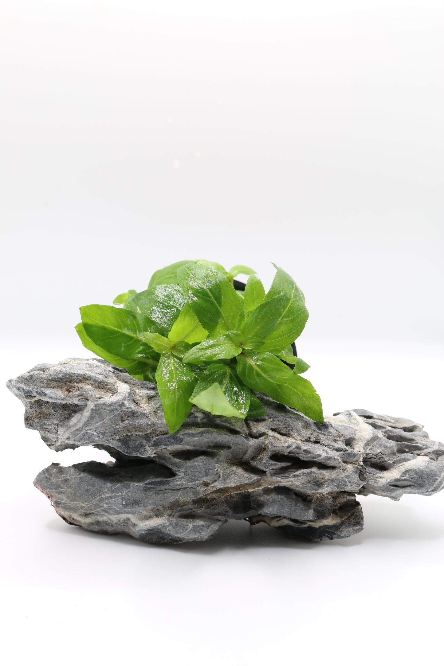 Staurogyne repens