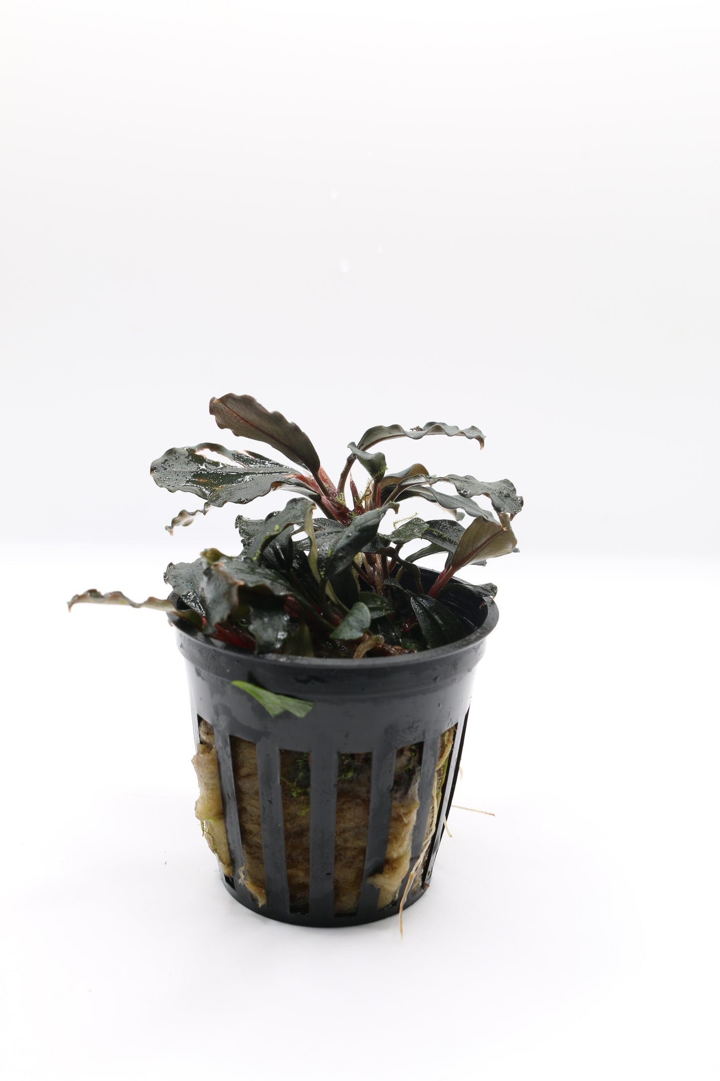 Bucephalandra brownie ´Ghost Ulu Kapus´