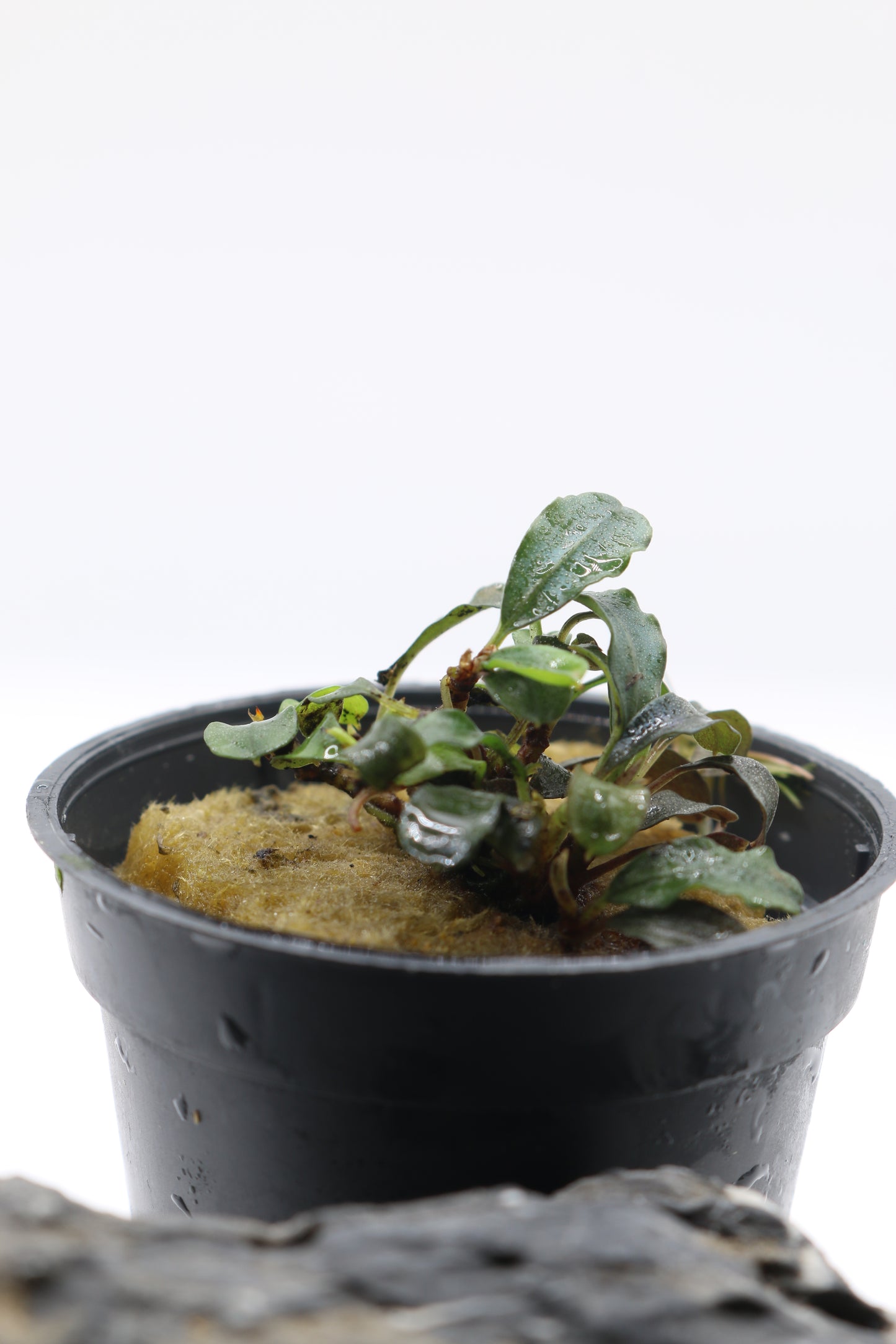 Bucephalandra sp. Mini Red