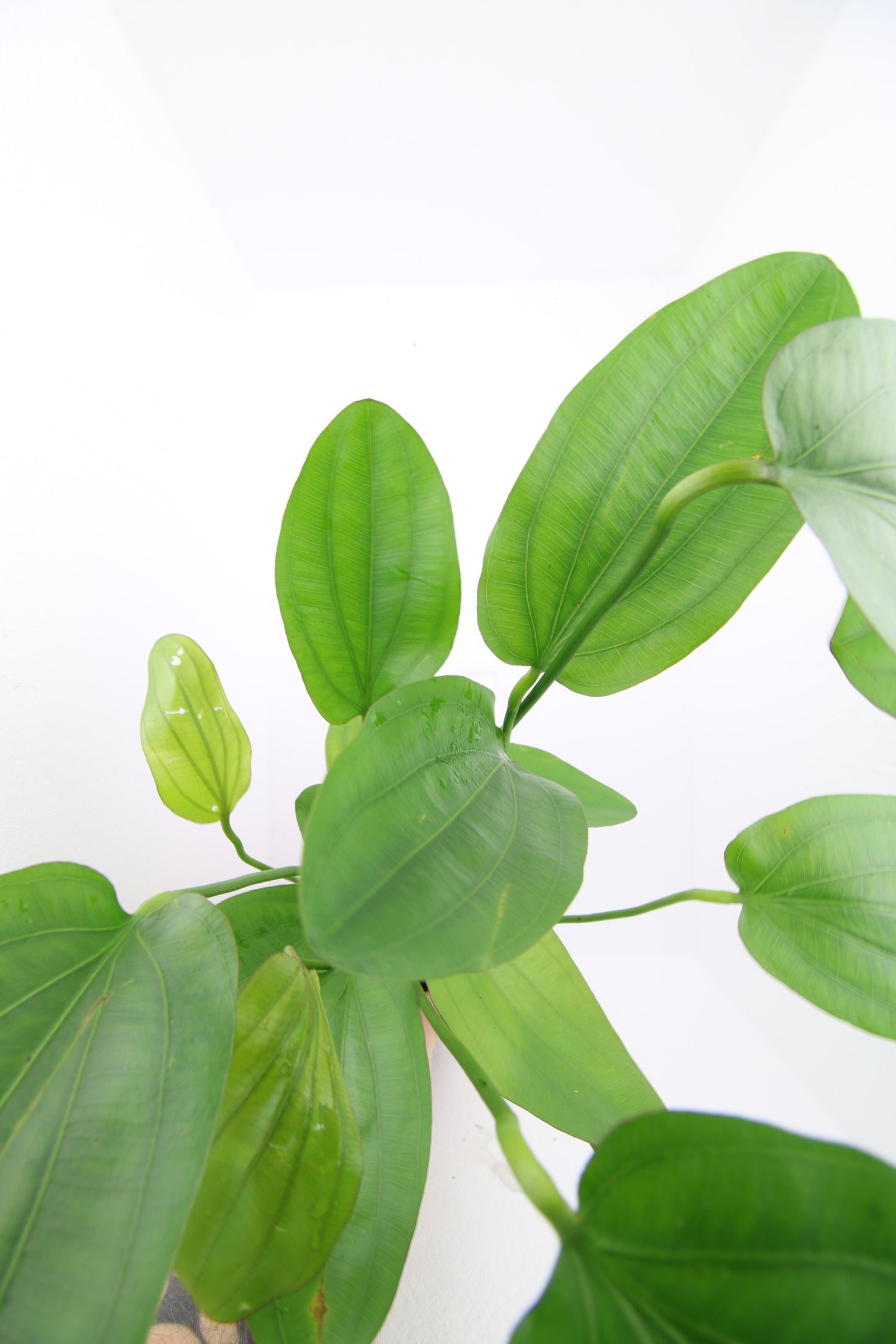 Echinodorus Osiris Double red Mutterpflanze XL