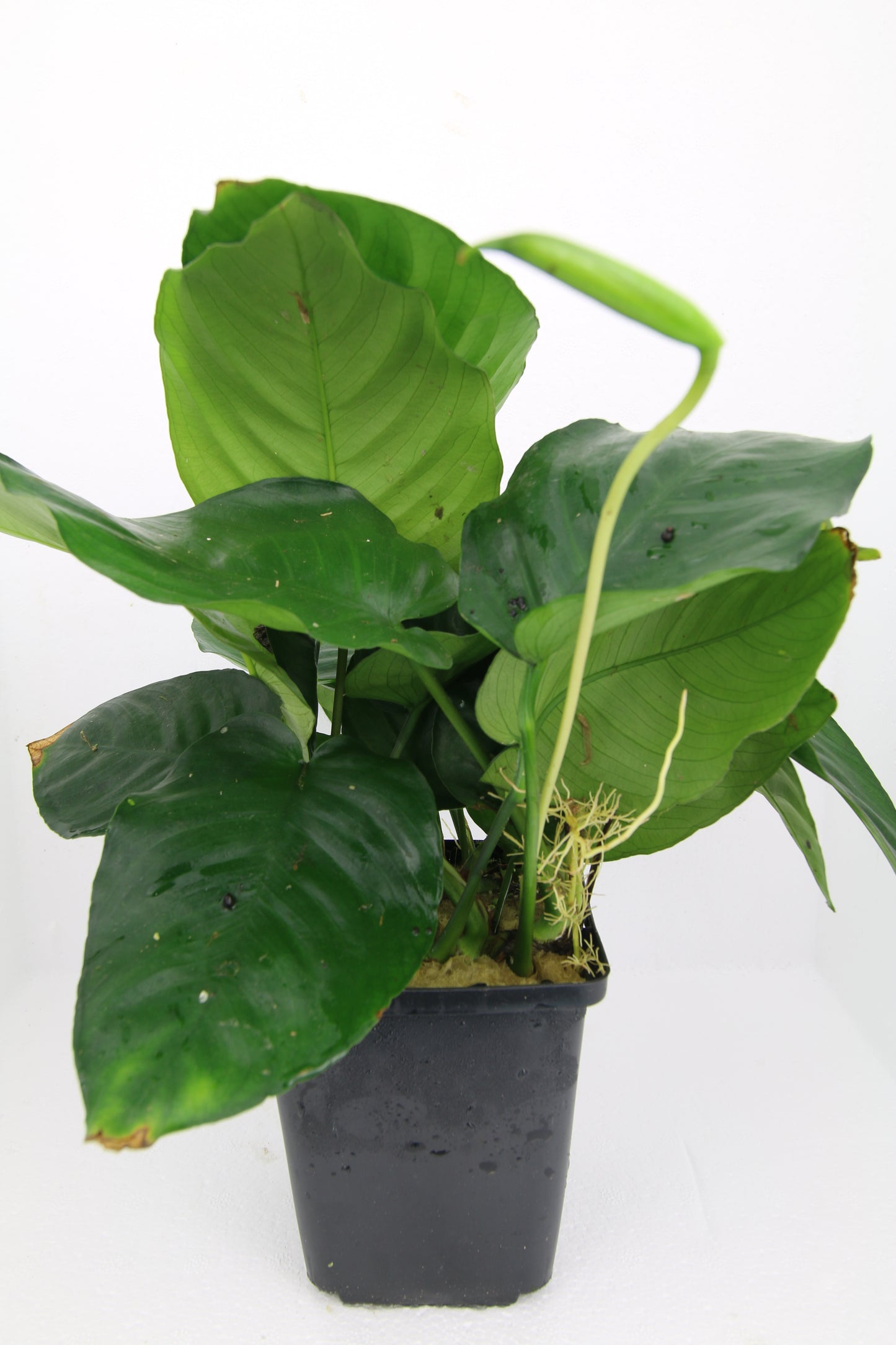 Anubias Barteri Mutterpflanze